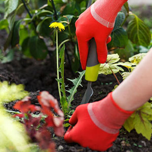 Weed Control & Removal Services