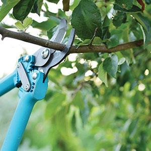 Residential Pruning & Tree Trimming Services