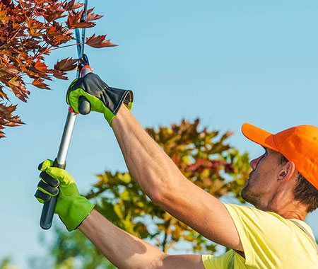 Residential Pruning & Tree Trimming Services